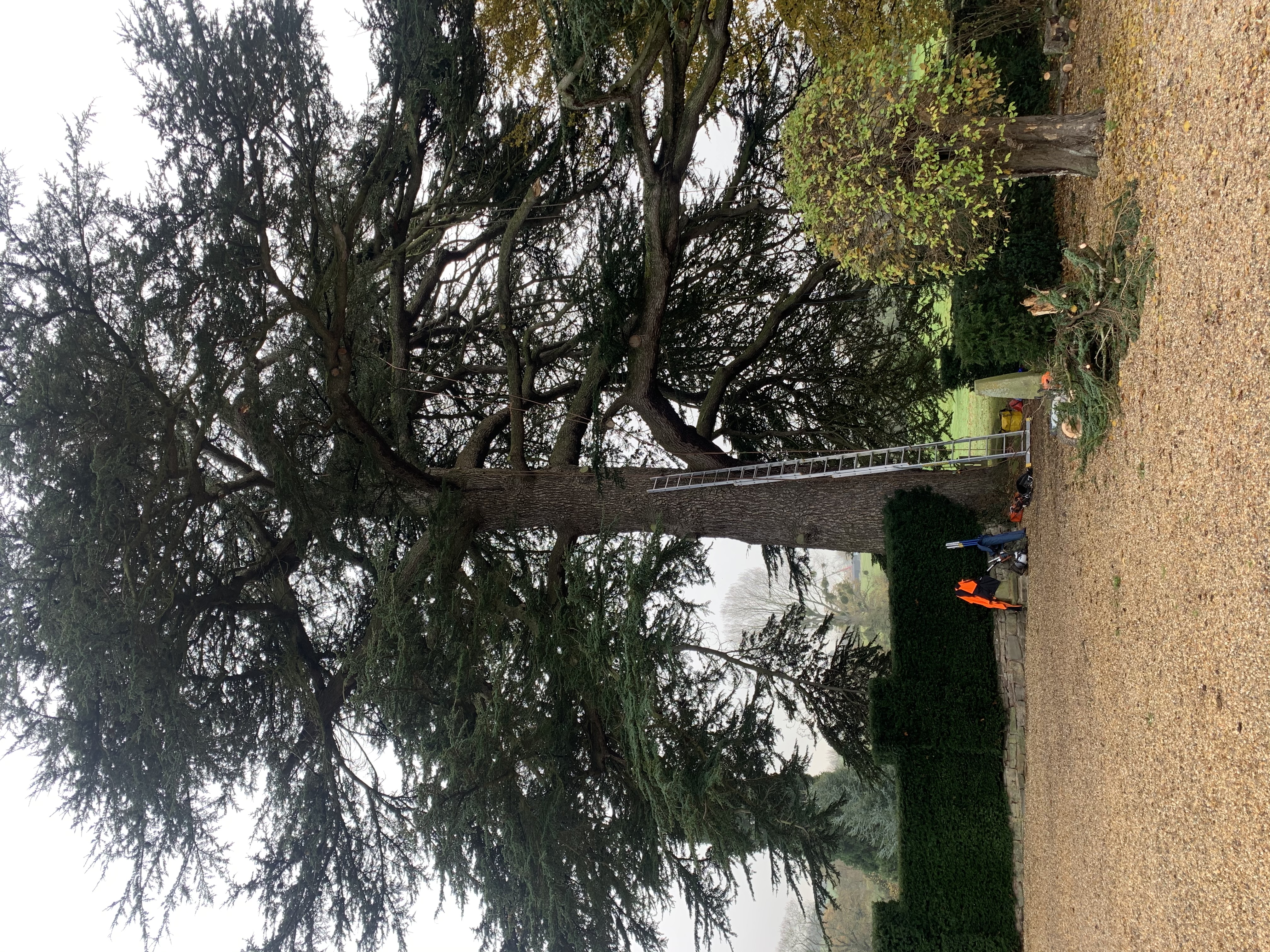 large cedar tree with ladder