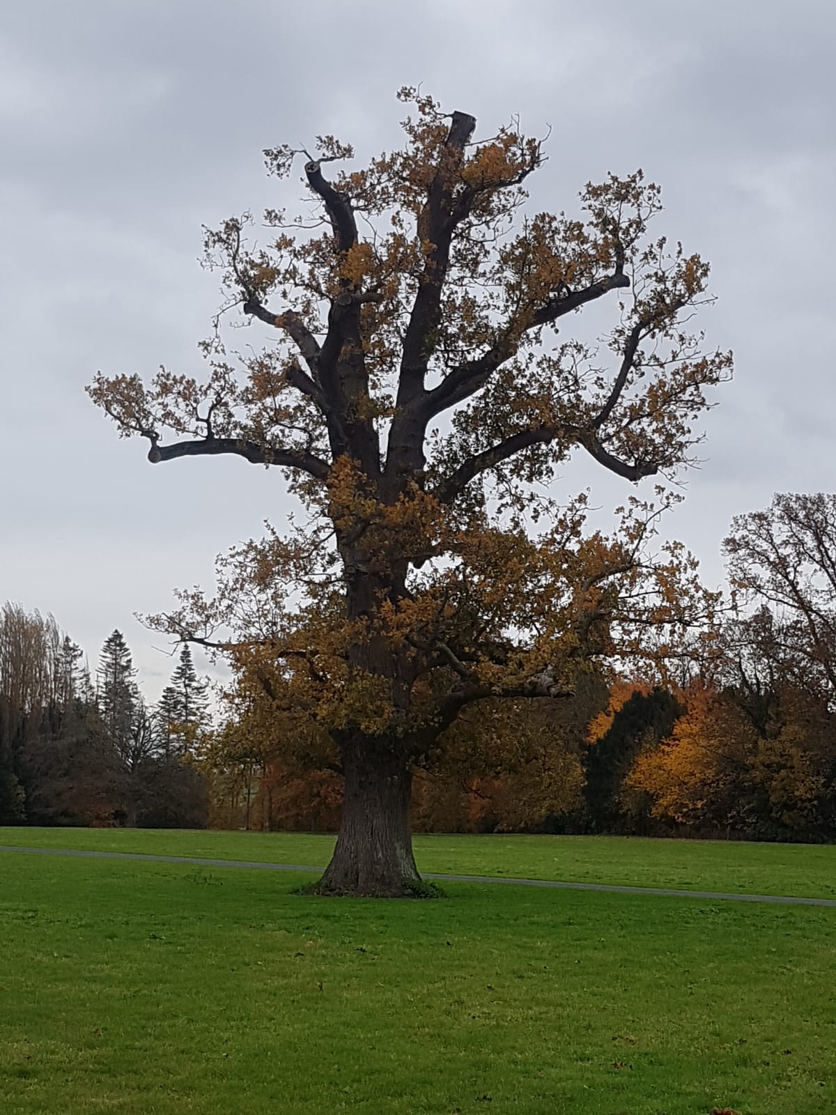 veteran oak tree