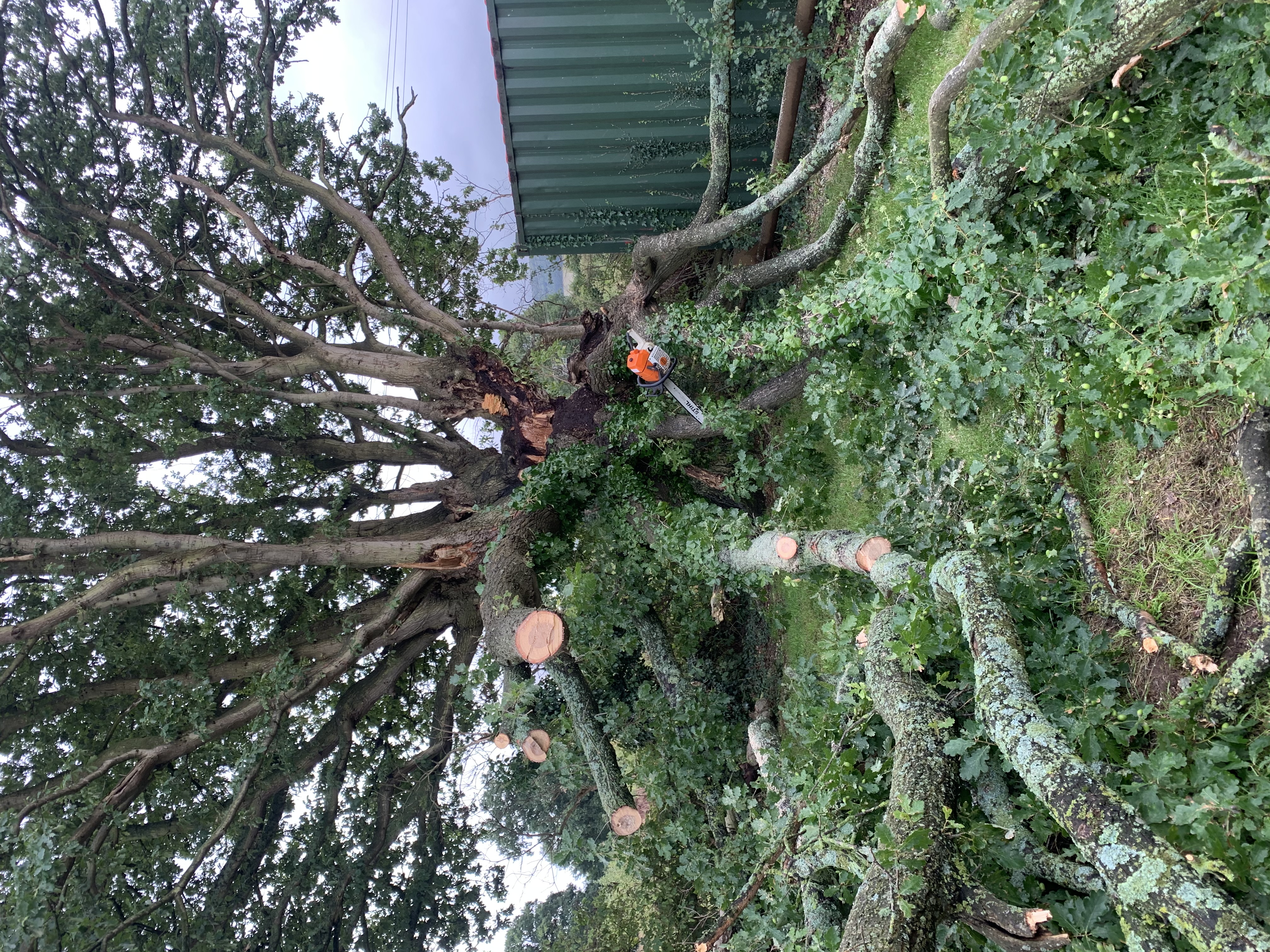 mature oak tree to be repollarded